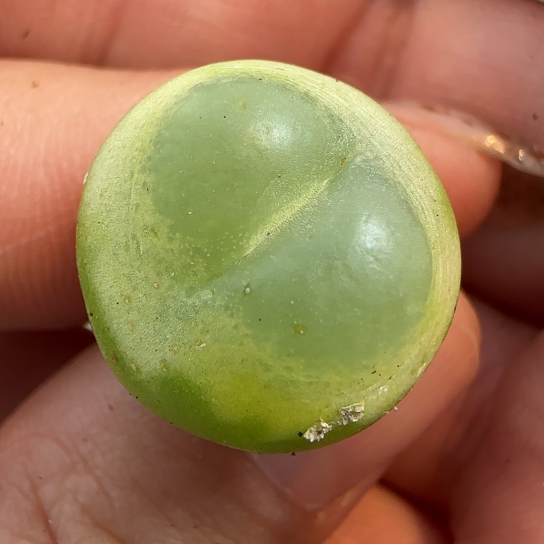 多肉植物四年拉登151号