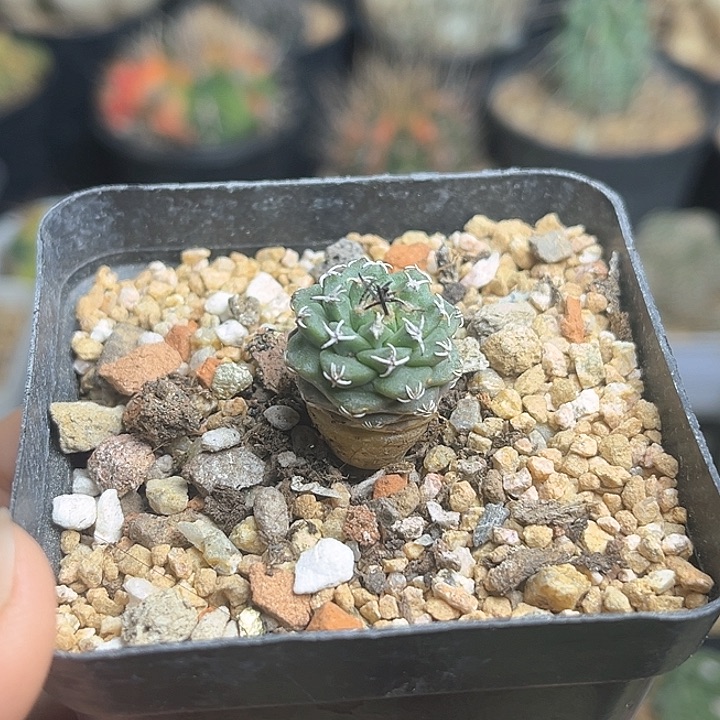 1.8公分赤花娇丽实生球