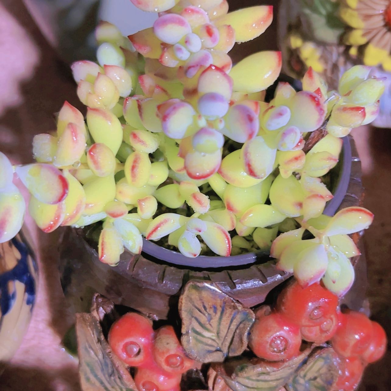 【闪购商品】达摩福娘4.8