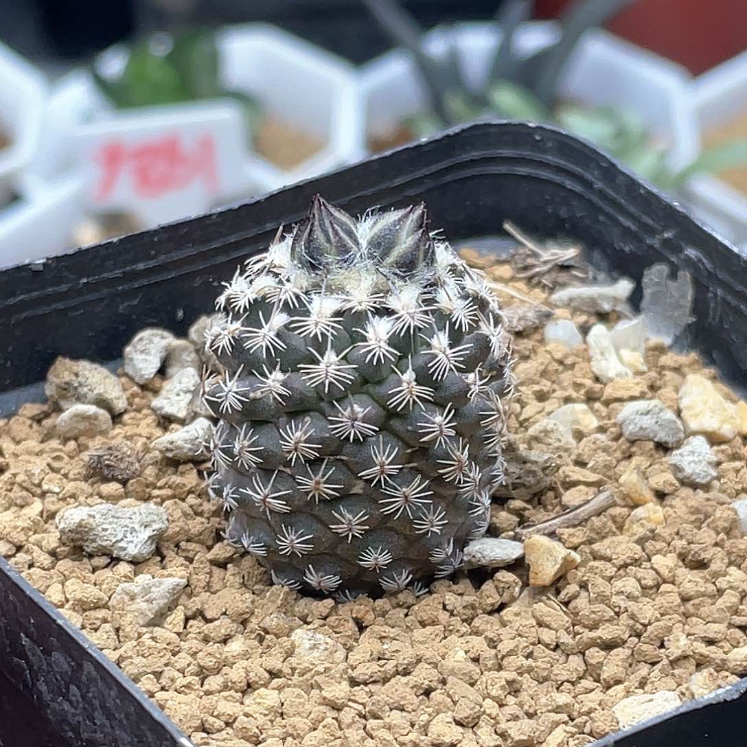 实生海胆娇丽仙人球