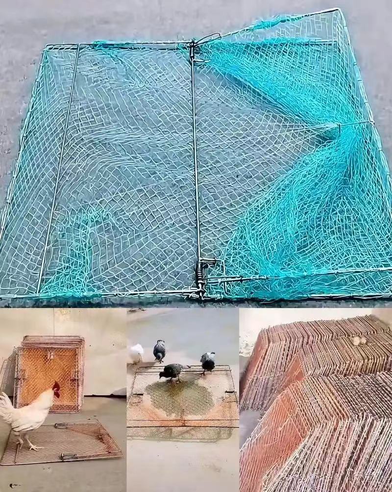 绿壳蛋圈养鸡金属网子防锈可养2只6只12只