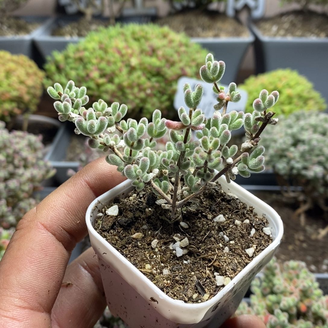 1893冰晶枝干番杏