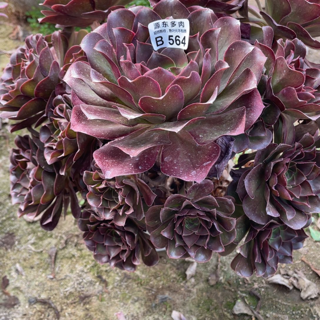 564魅金玫瑰多肉法师断枝不包