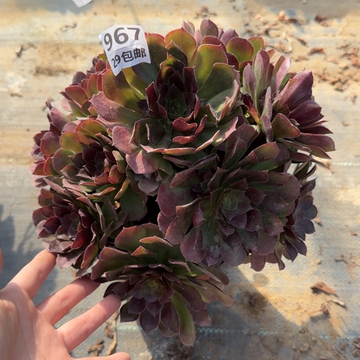 荷兰玫瑰……多肉植物……