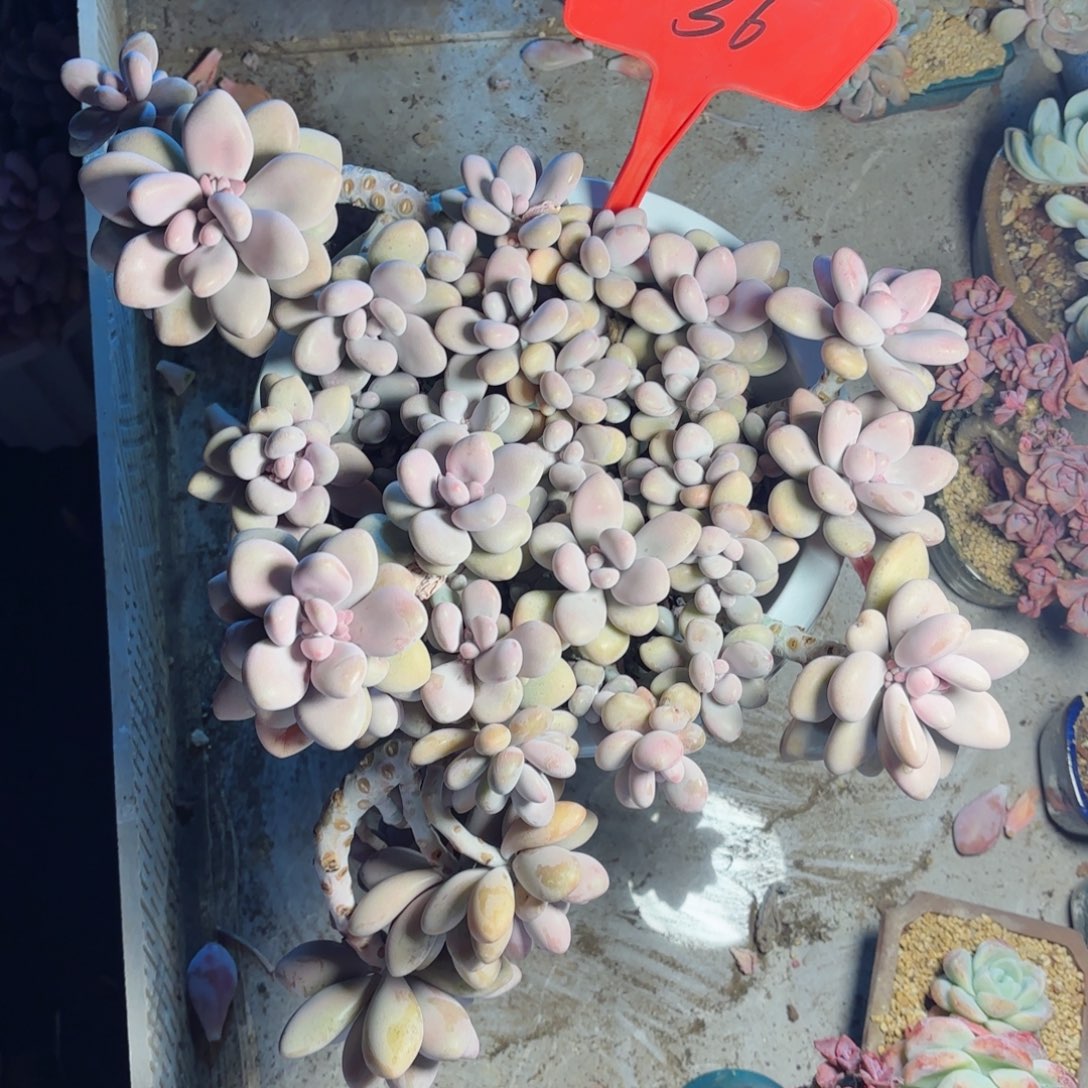 大***白桃蛋36。        