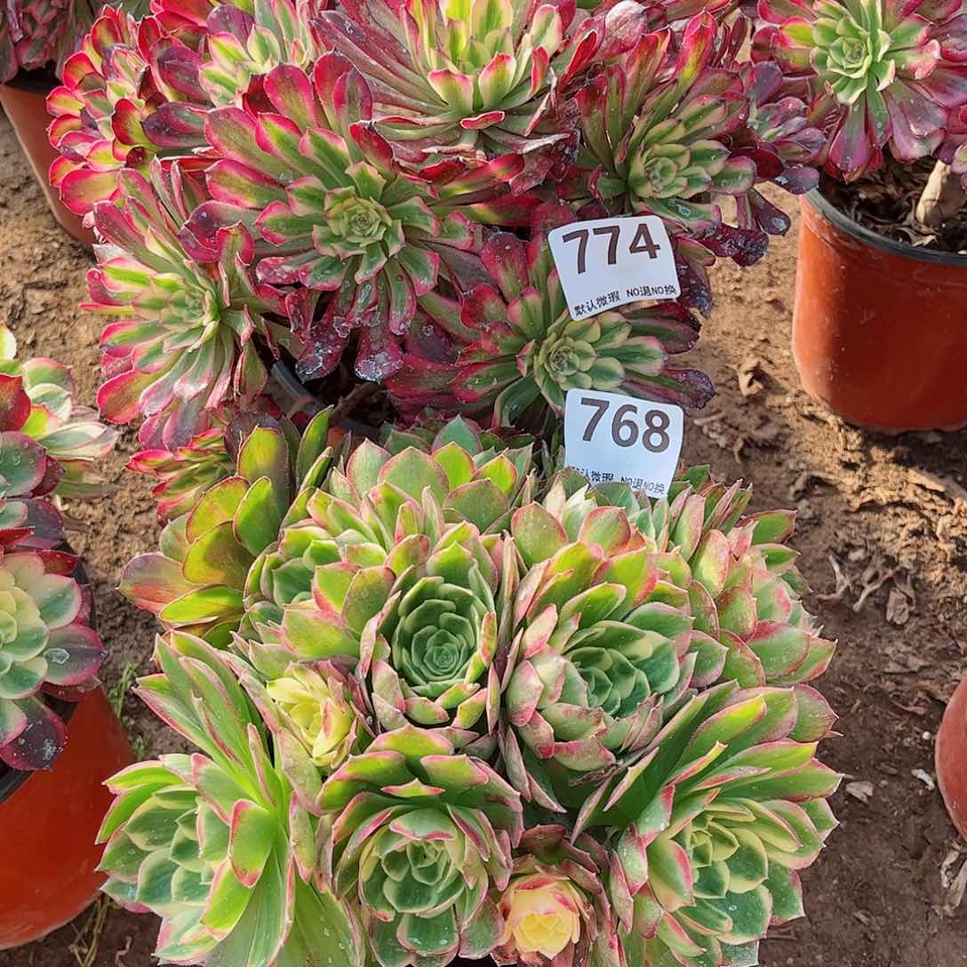 无花朵雨**露多肉植物组合774