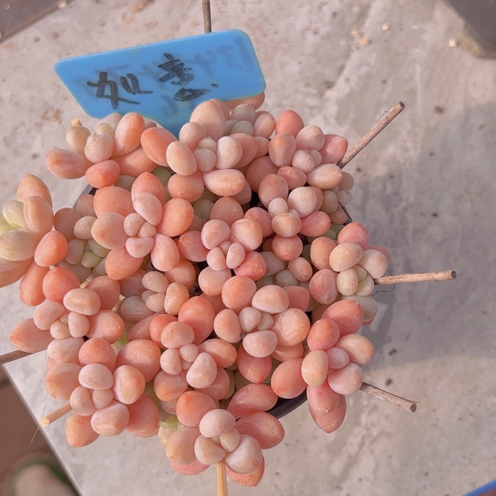 健健康康平平安安