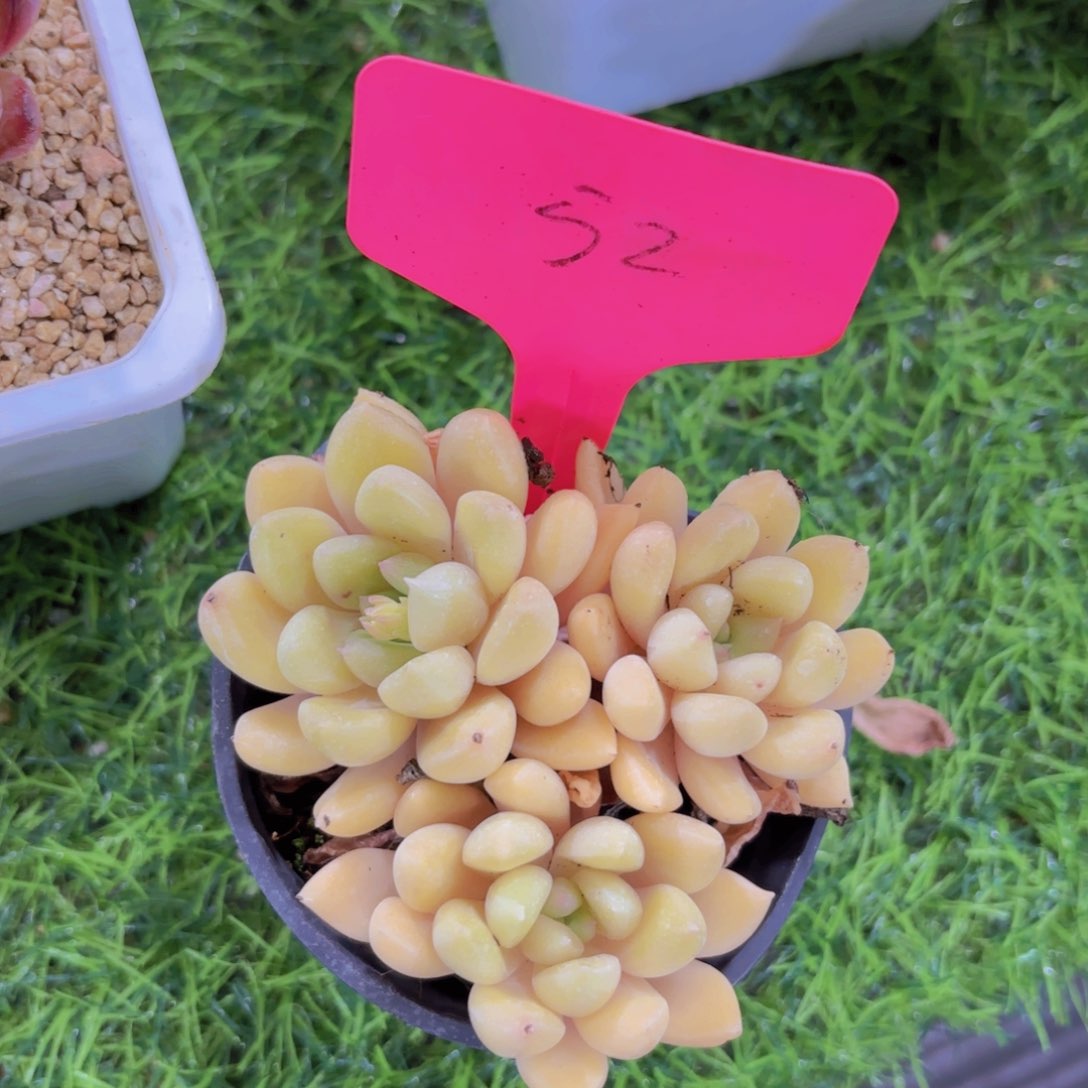 o**星我的小可爱们都好可爱