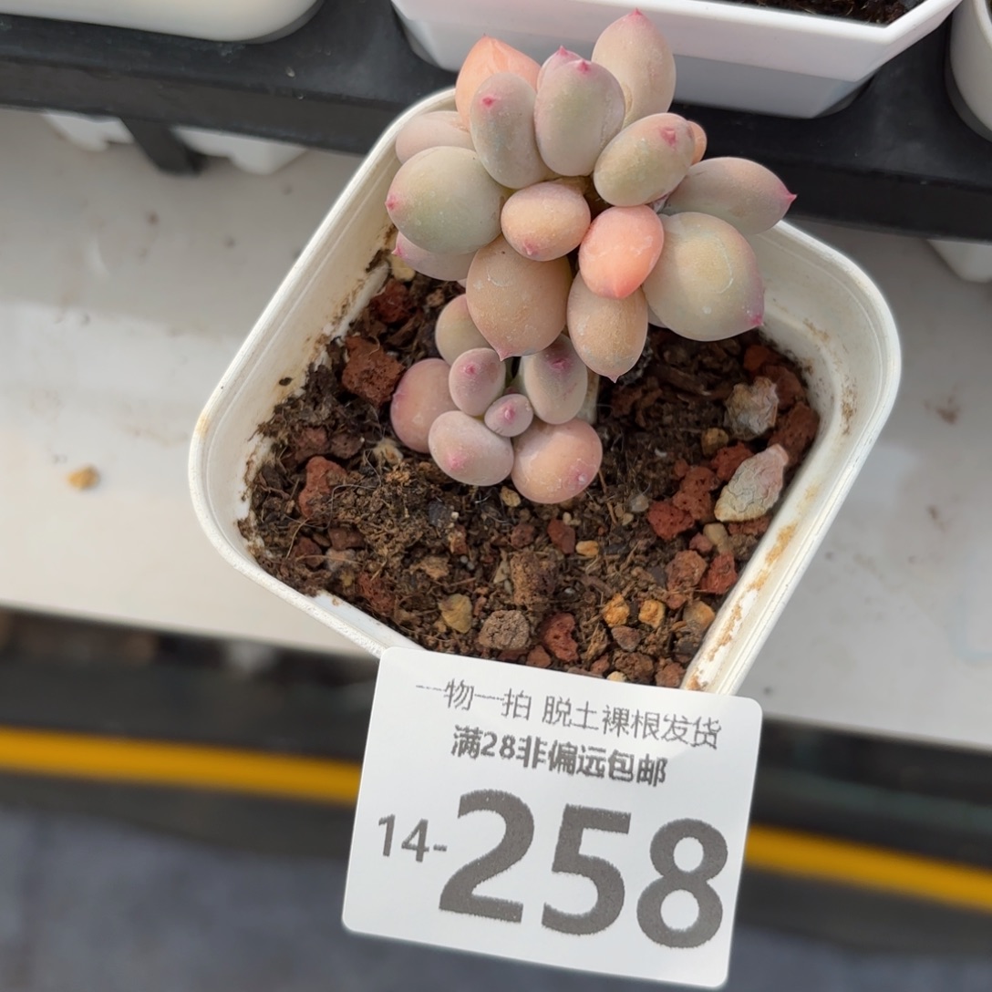 苹果奶老桩多肉多肉