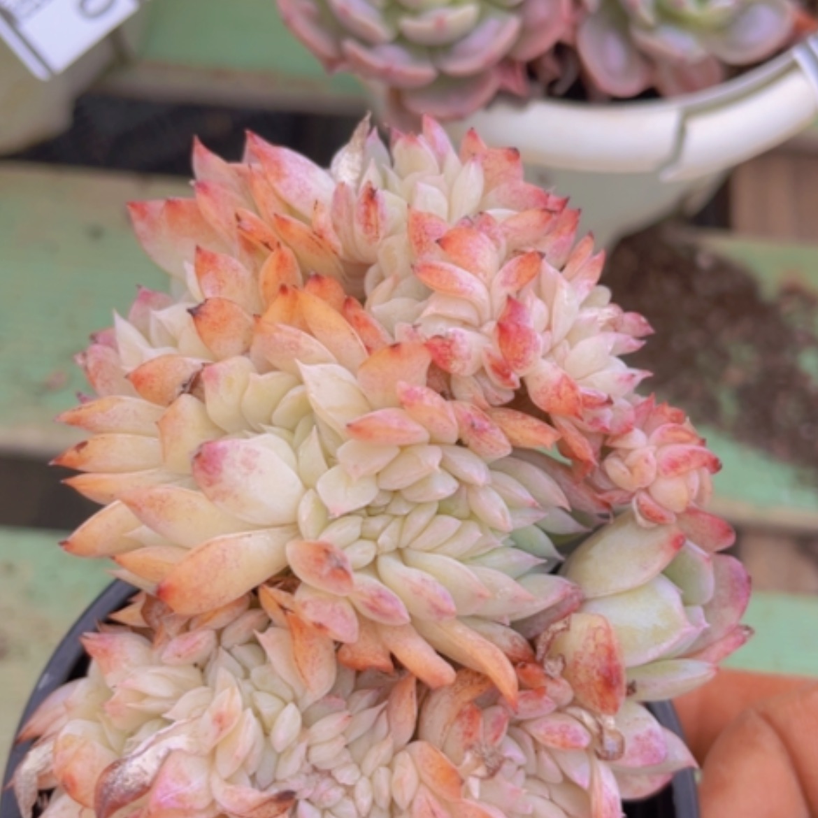 【闪购商品】莎莎缀03201