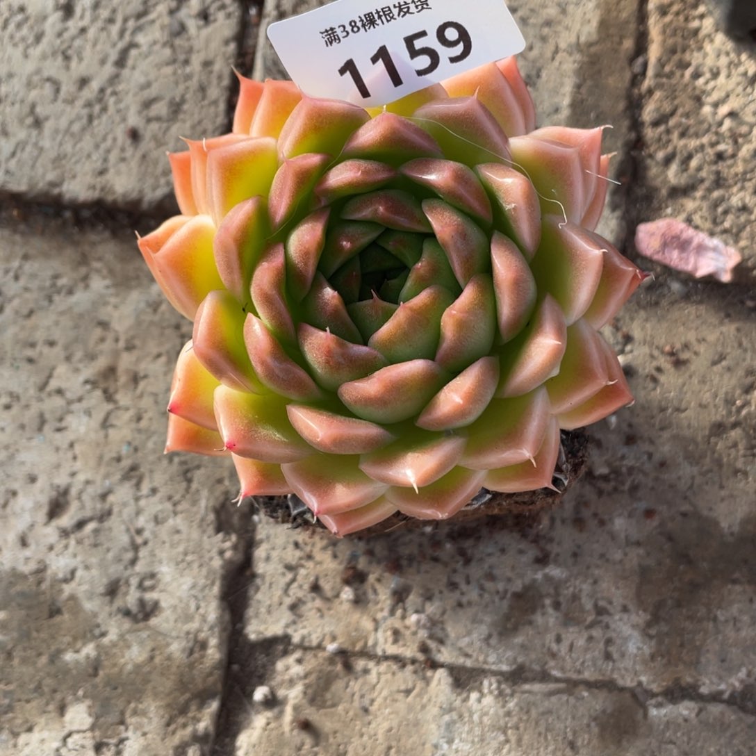 冰***子1159单头东云多肉植物