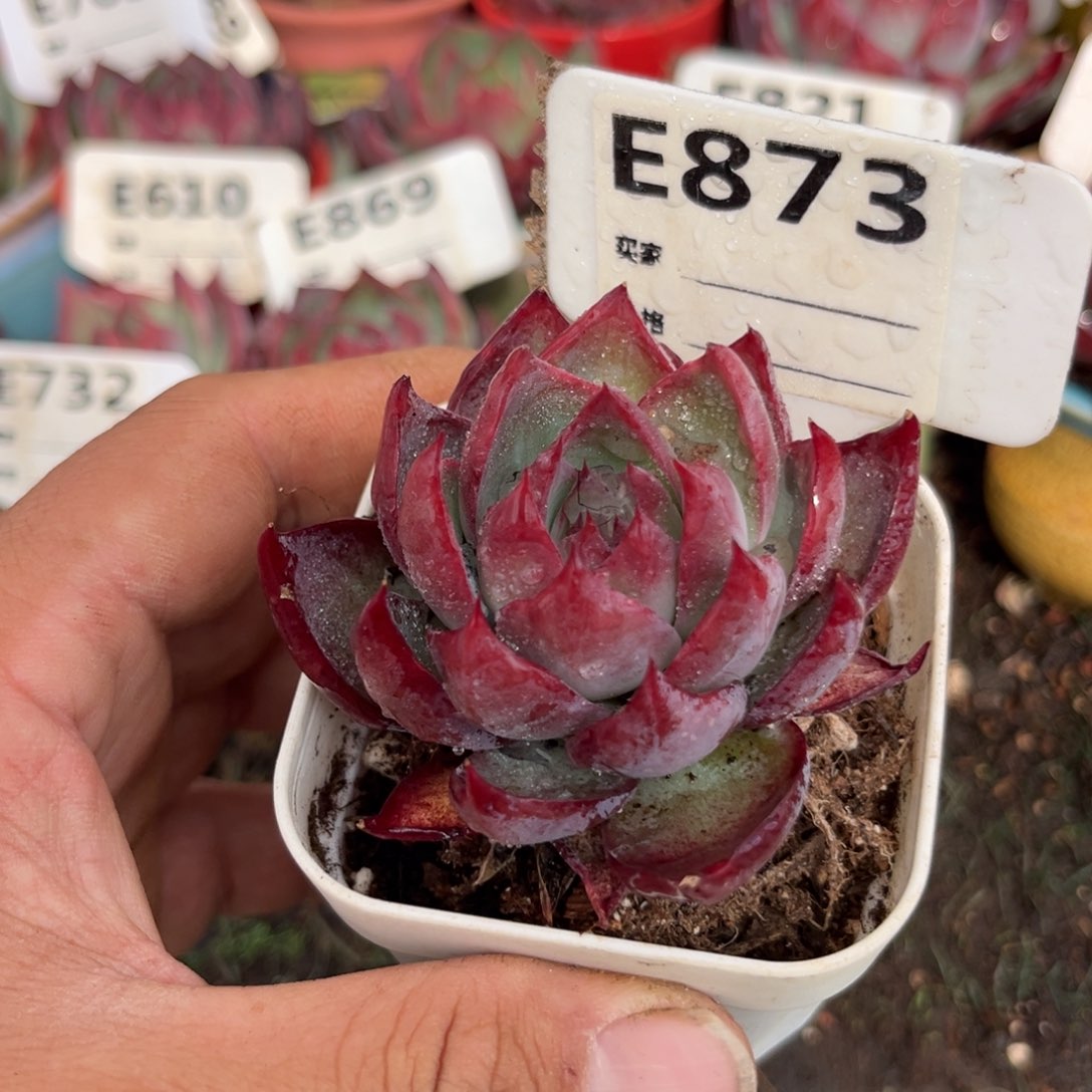 惊鸿一瞥873号多肉