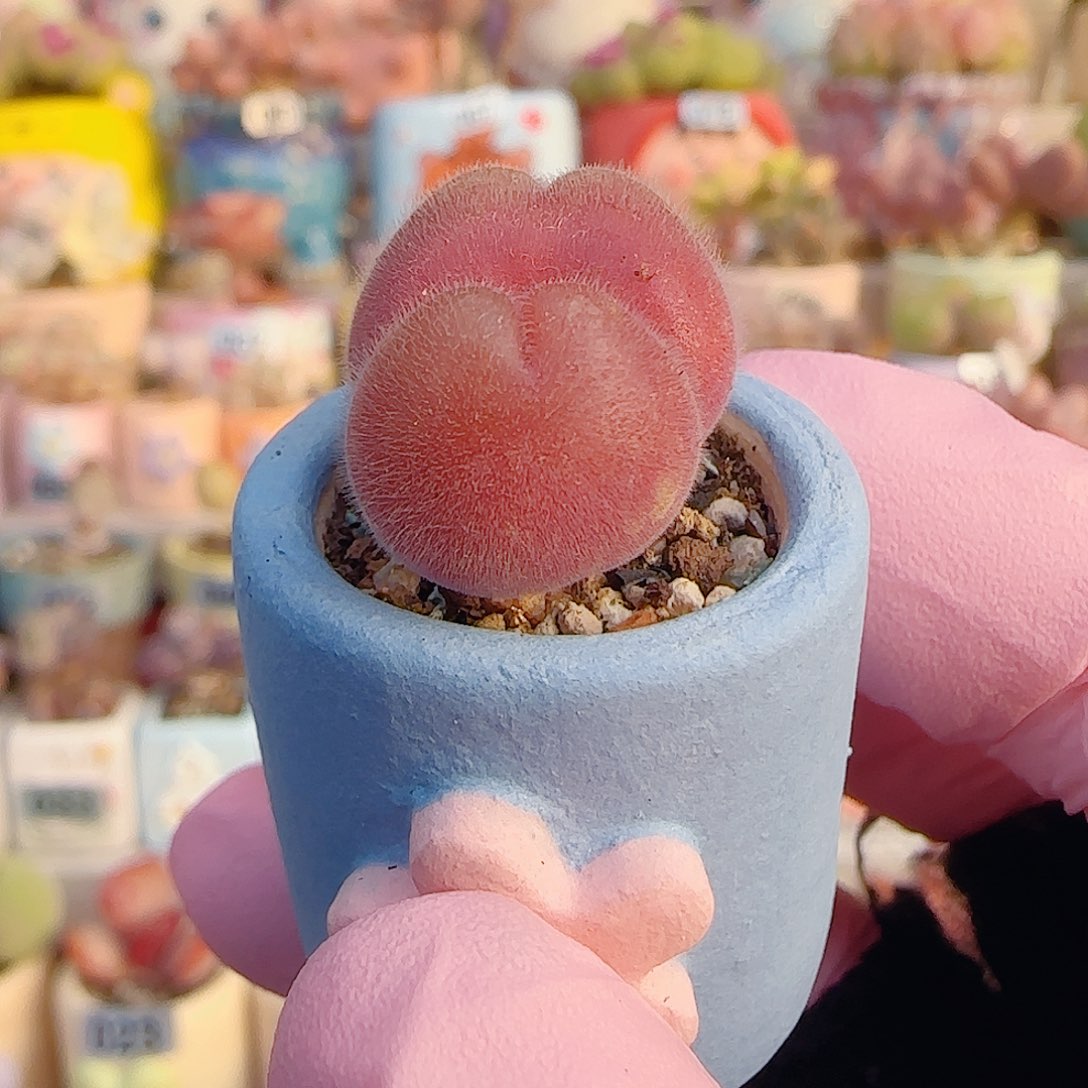 L 粉红小毛翠 盆口2cm 微瑕