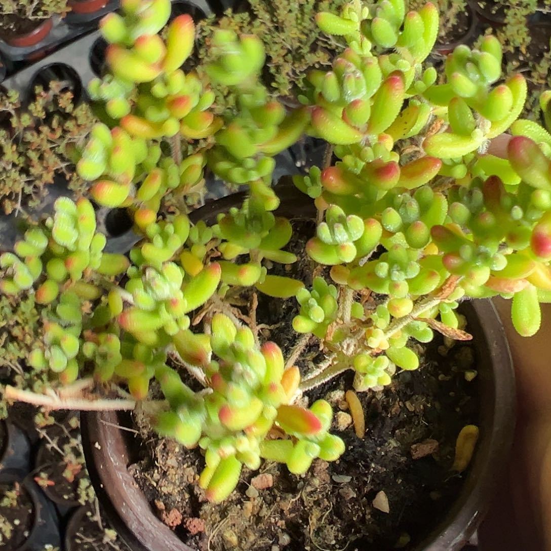 红宝石老桩90杯精品