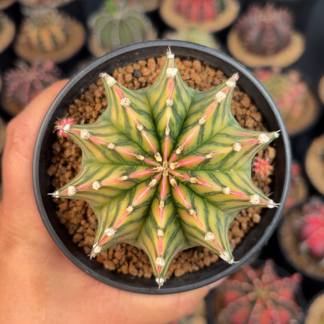 泰系米哈实生肋骨仙人球102