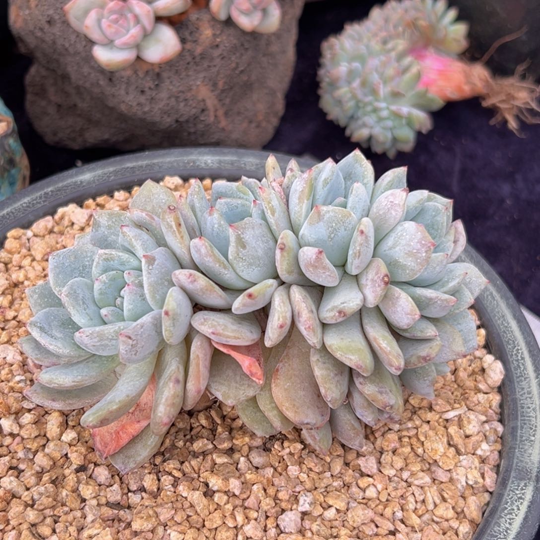 新年快乐 新年快乐