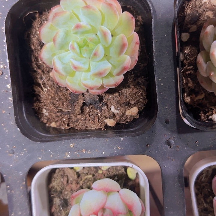 白胖子精品多肉植物