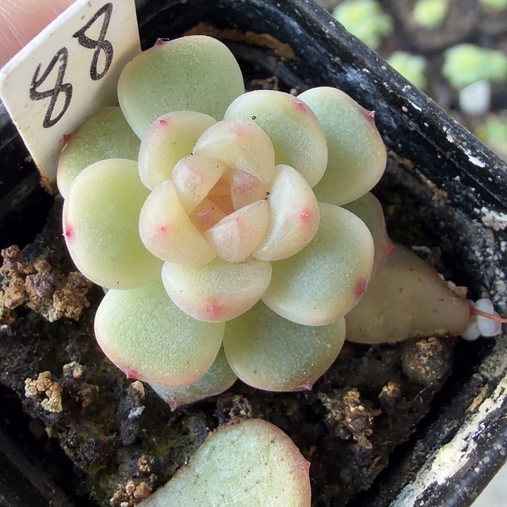 童话甜心4公分盆口