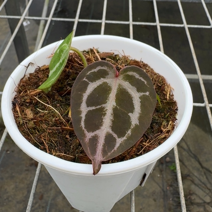 完全开放6号wonderbpy/千鸟格