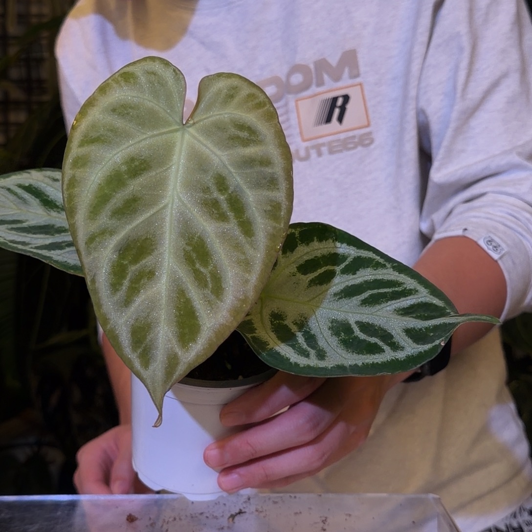 完全开放I133 银刷子