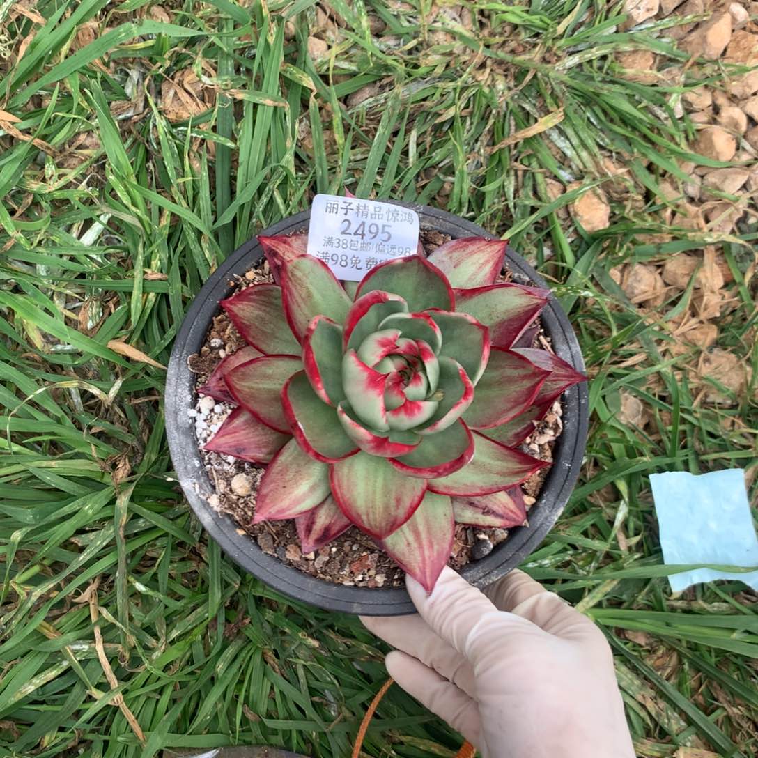 2495一物一拍13厘米外翻