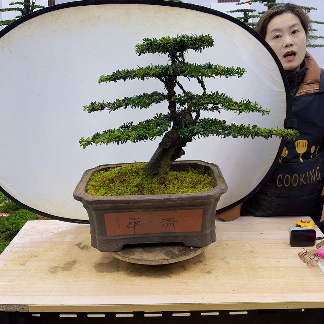盆景直播间一物一拍