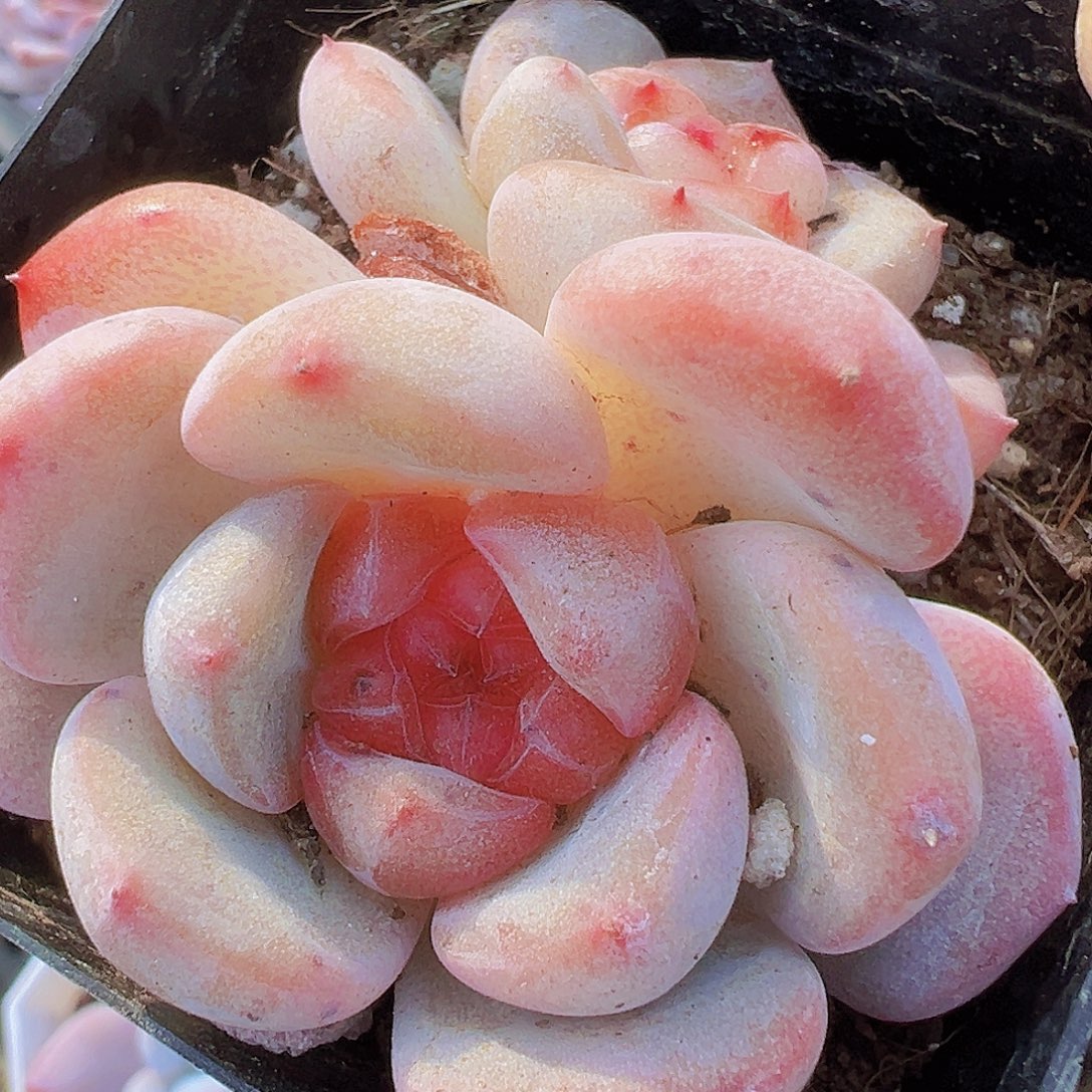 双头甜心珍妮19包邮