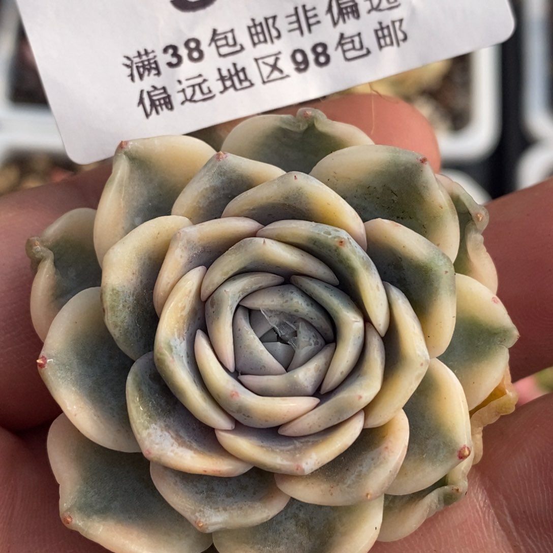 564汉堡锦单头头盖已经出根