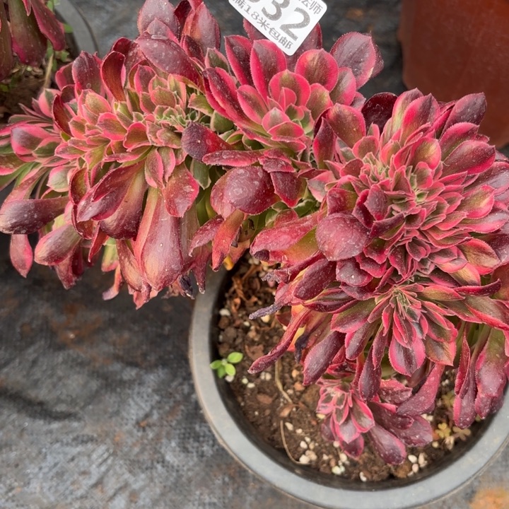 532粉女郎缀化掌心多肉法师锦