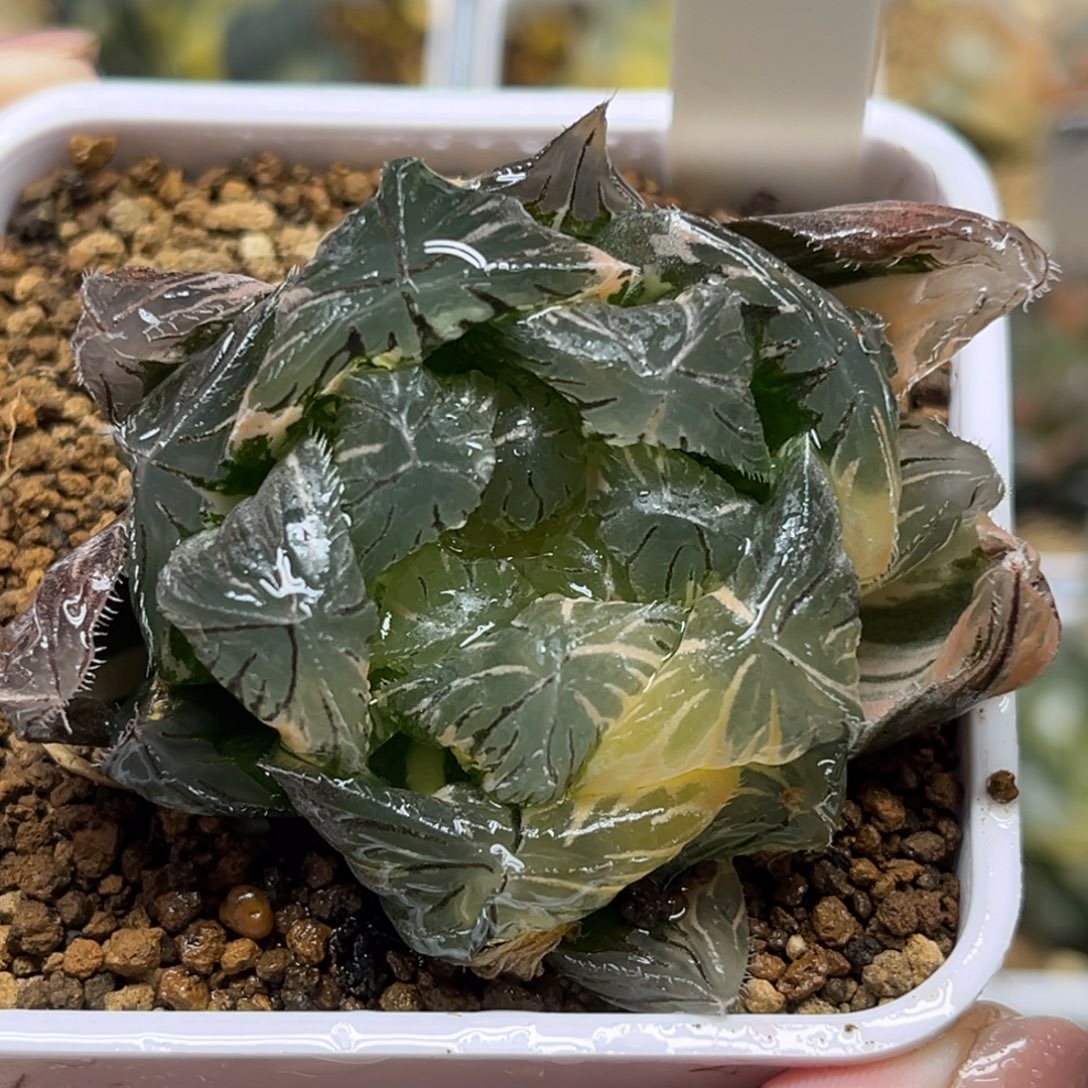 52巨大化特大蓝镜玉露锦带仔福利专场