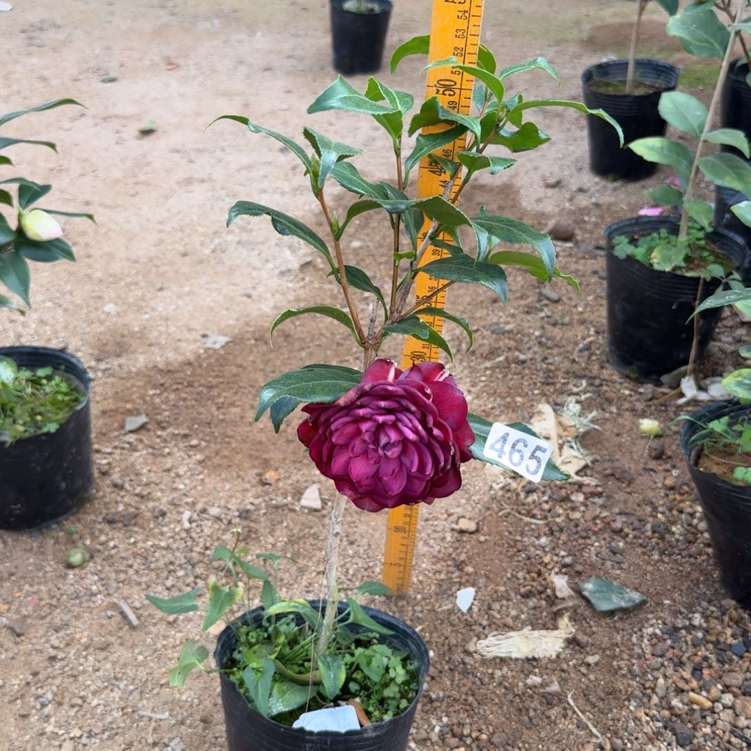 少量花朵（建议范围：2朵-5朵 或40%以下）465紫罗旋不带花苞