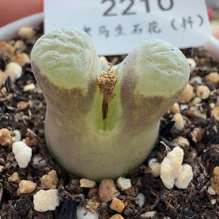 老马生石花磁铁2210