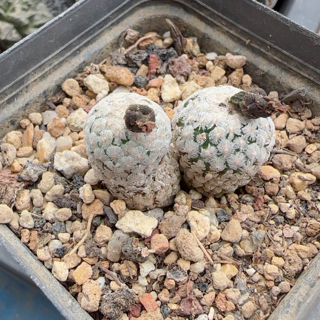 实生双头蔷薇丸多肉