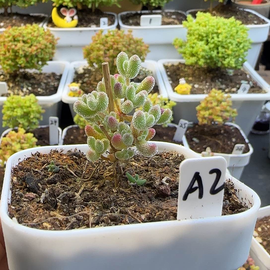 实生粉冰晶枝干番杏