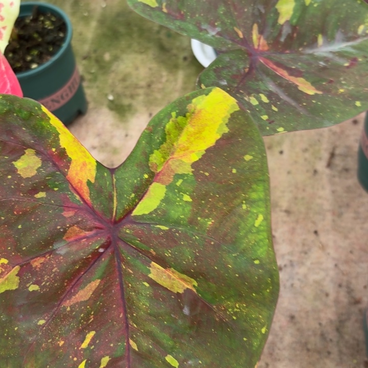 完全开放泰国彩叶芋16