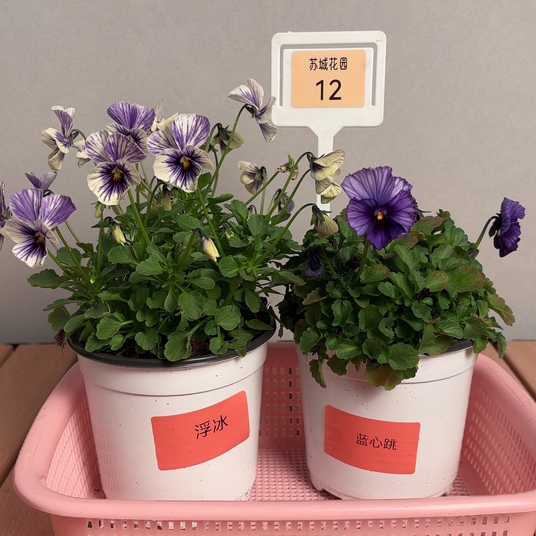 大部分开放少量花苞12