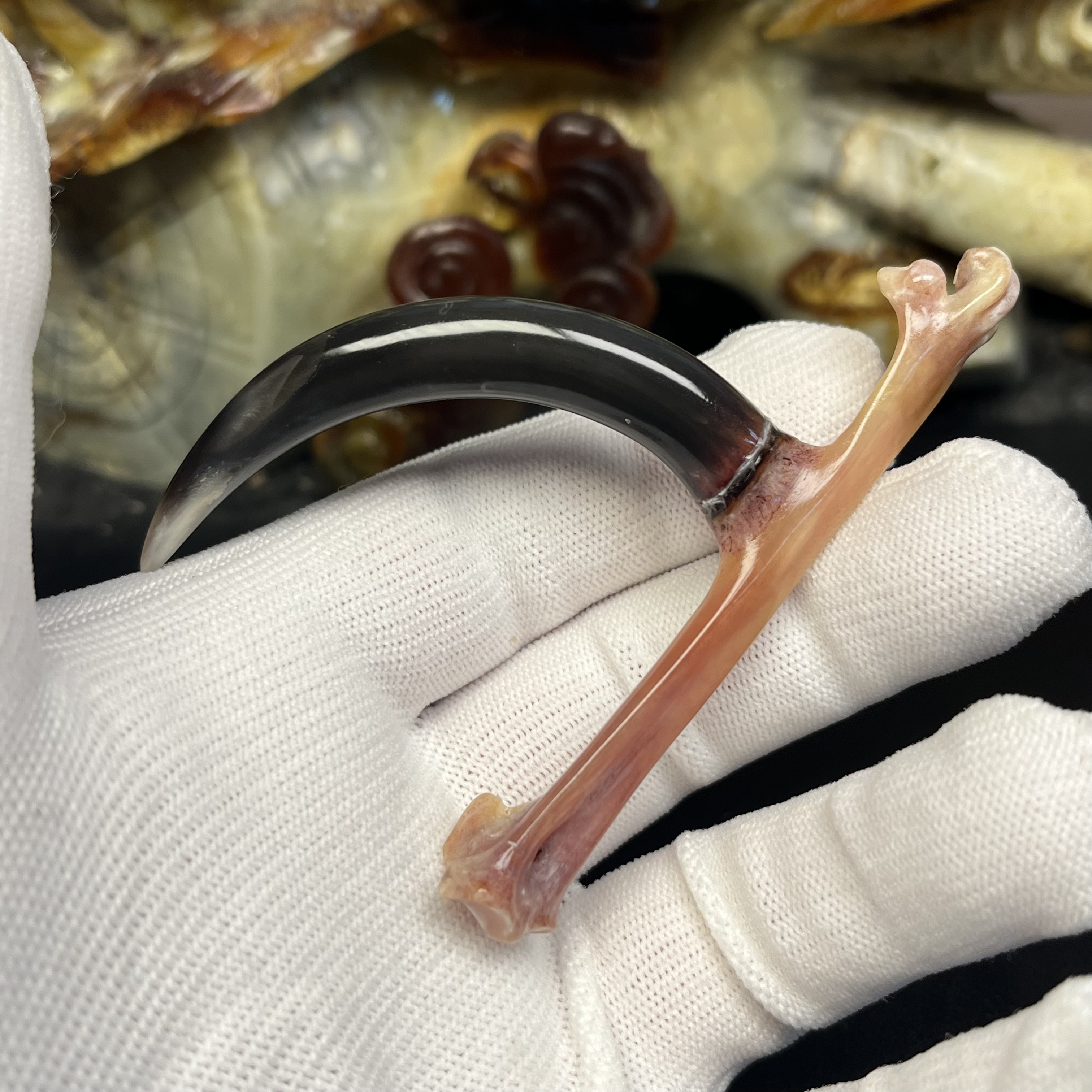 沉醉骨艺鸡爪骨黑蹬弯钩单只