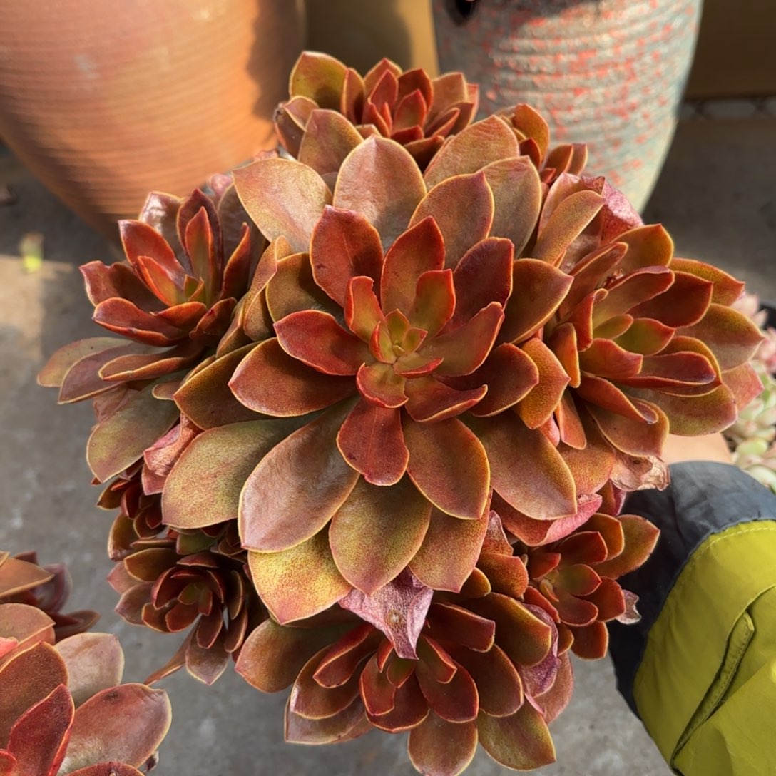 同温层多肉糖果209