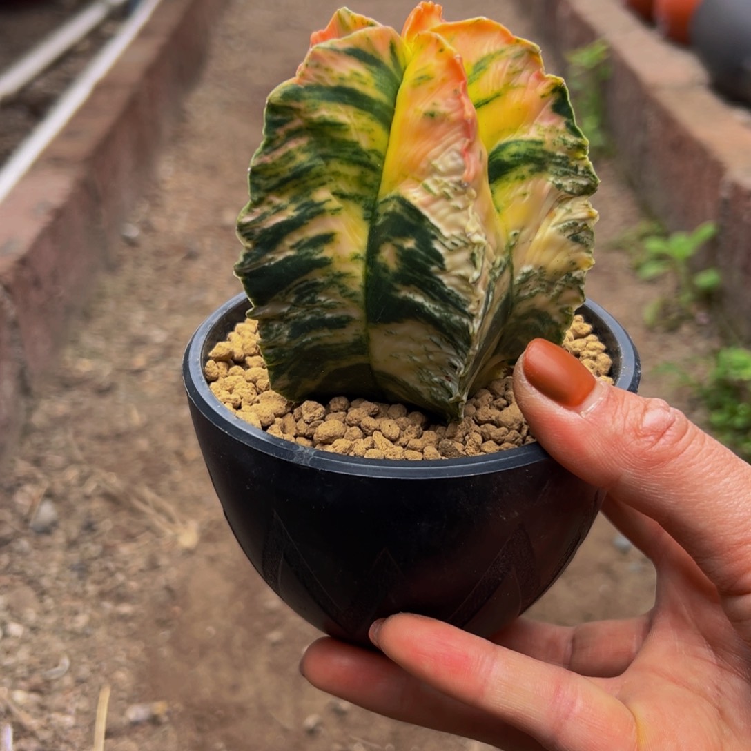 鸾锦wwwwwwwwwwwwwww