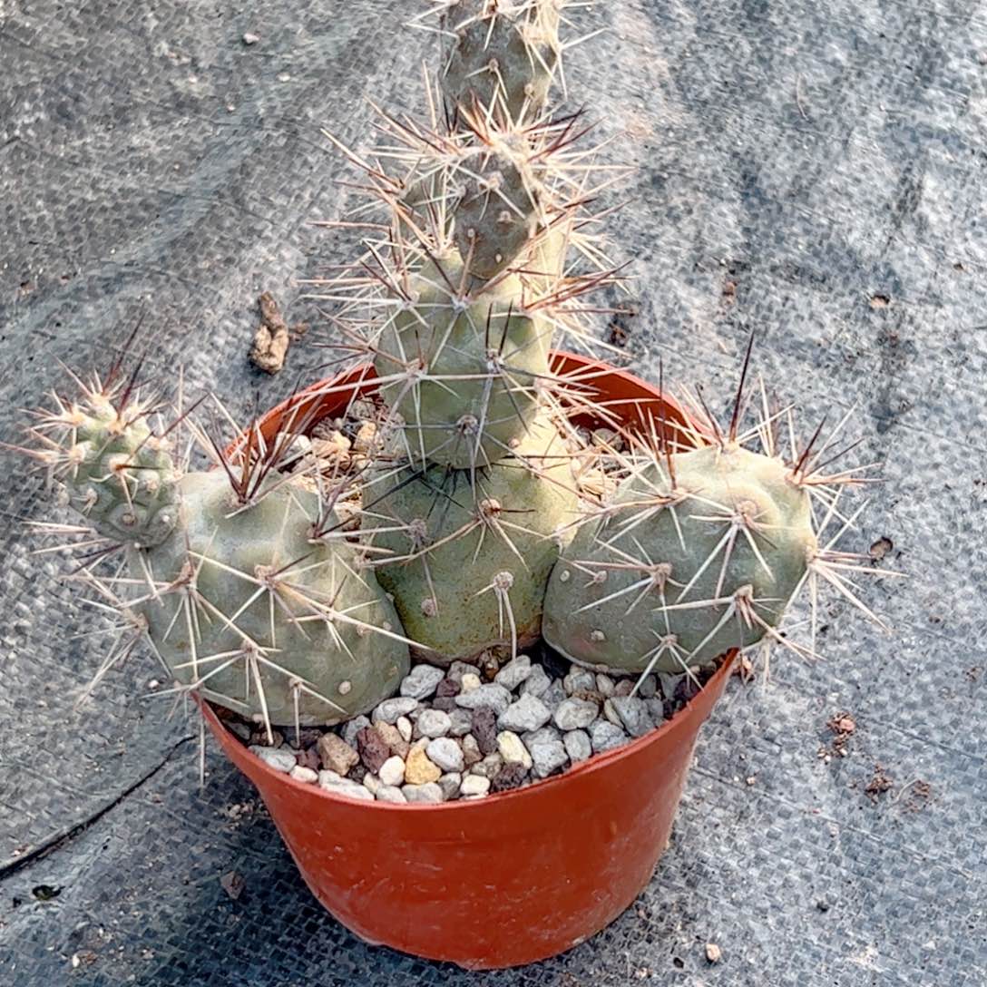 长刺习志野仙人球