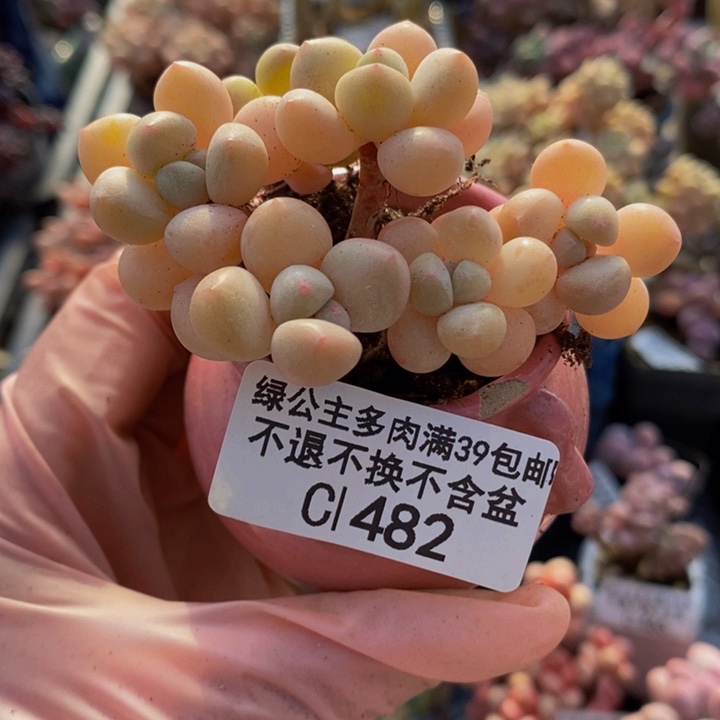 萤火虫6cm482多肉植物