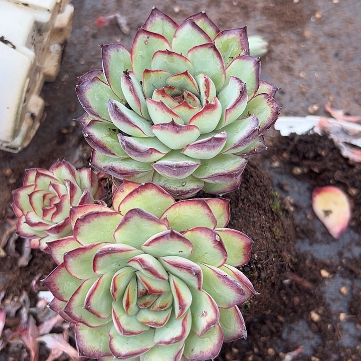 无花朵肉酱玫瑰。