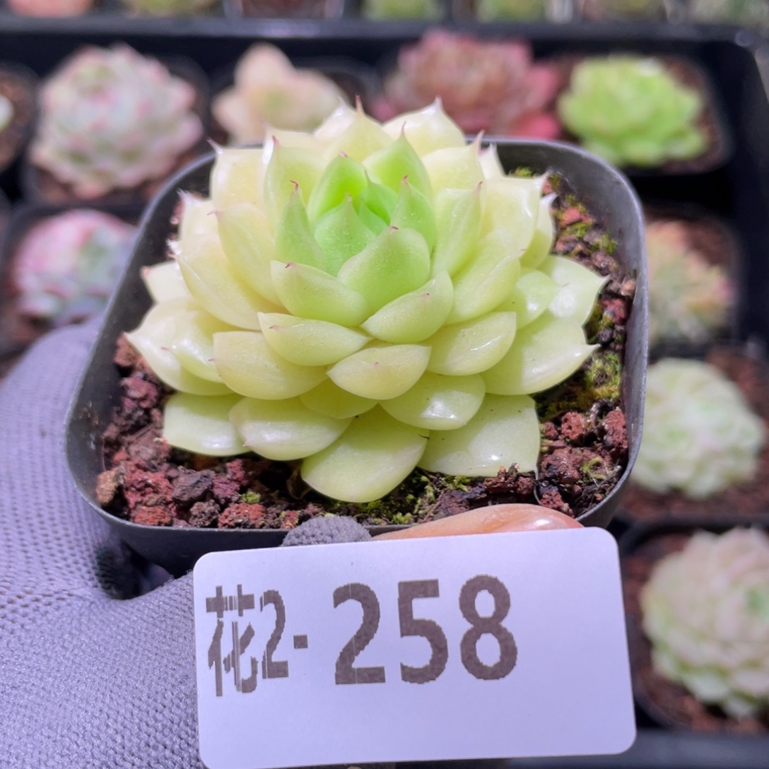 花利美 2-258麦秆