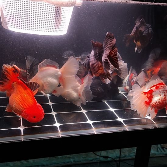 海水鱼渔场福利特价鱼老板专拍