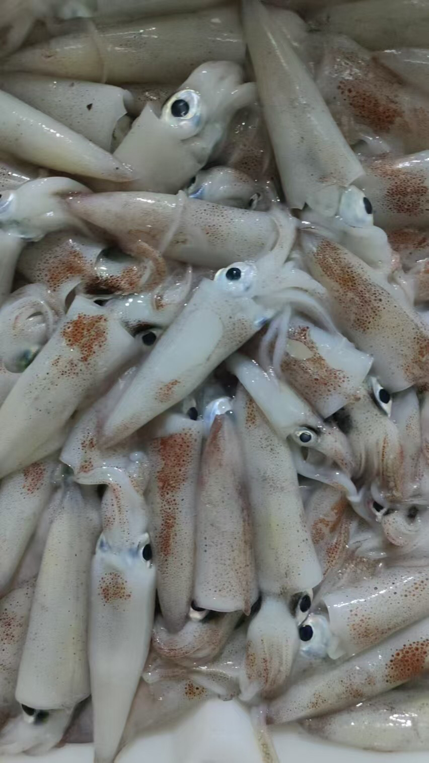 霞浦新鲜海捕灯光小鱿鱼 顺丰冷链发货