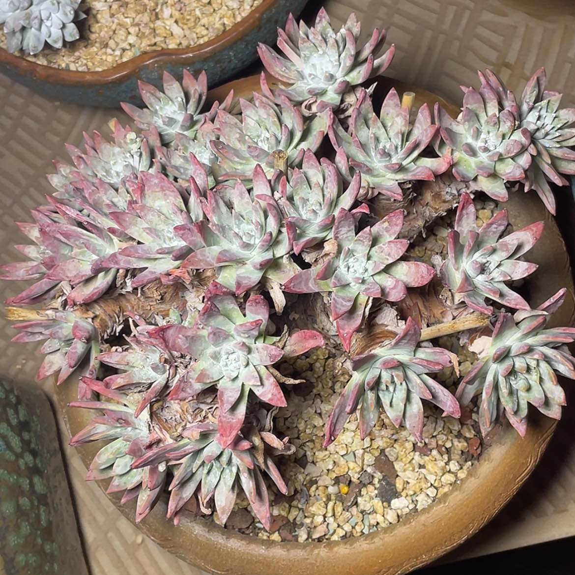 【闪购商品】大白雪老庄