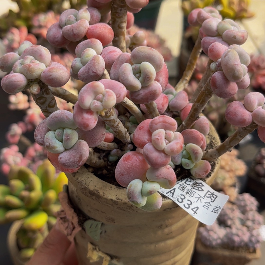 334腰子洛神12cm多肉植物