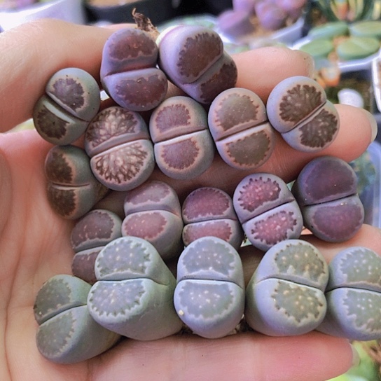 无花朵0793，1.7-2厘米如图