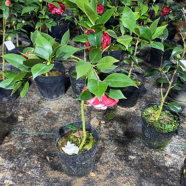 无名氏 茶花 带苞