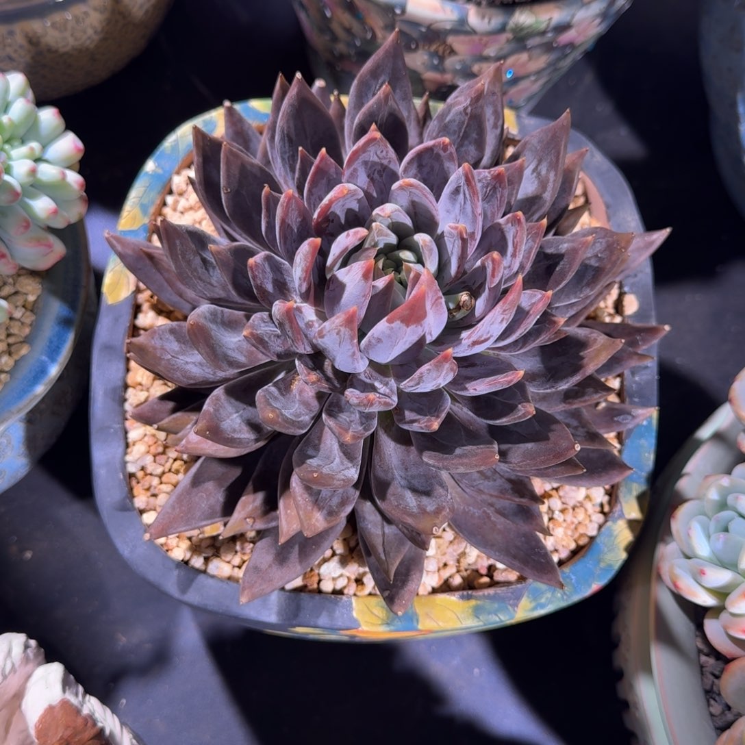 战神 单头  一物一拍